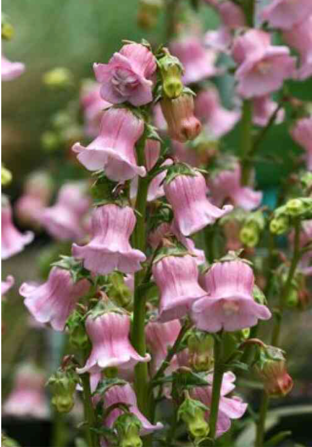 Campanula vidalii Syn Azorina vidalii (old name)