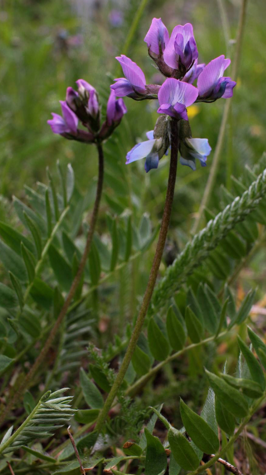 Oxytropis lapponica 