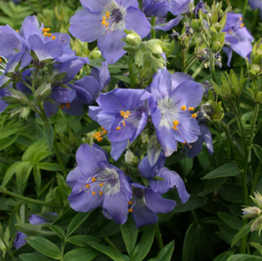 Polemonium caeruleum