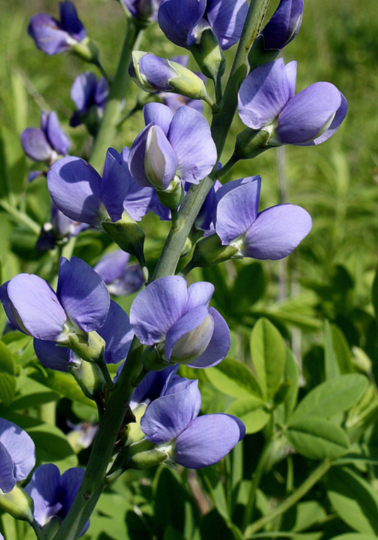 Baptisia australis