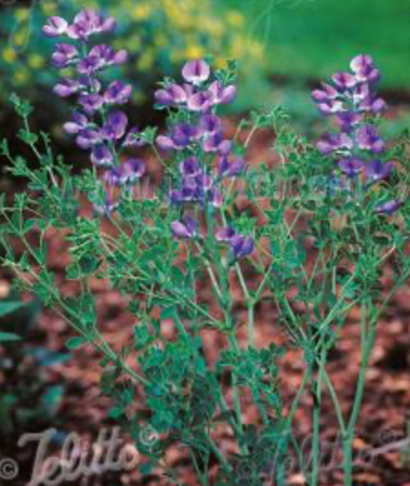 Baptisia australis minor