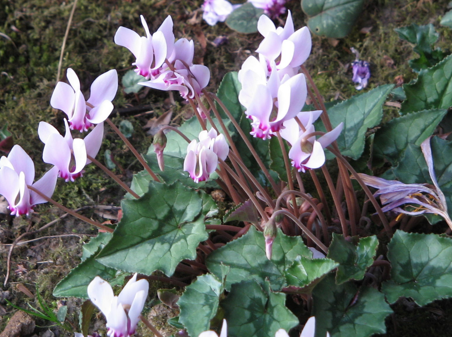 Cyclamen hederifolium