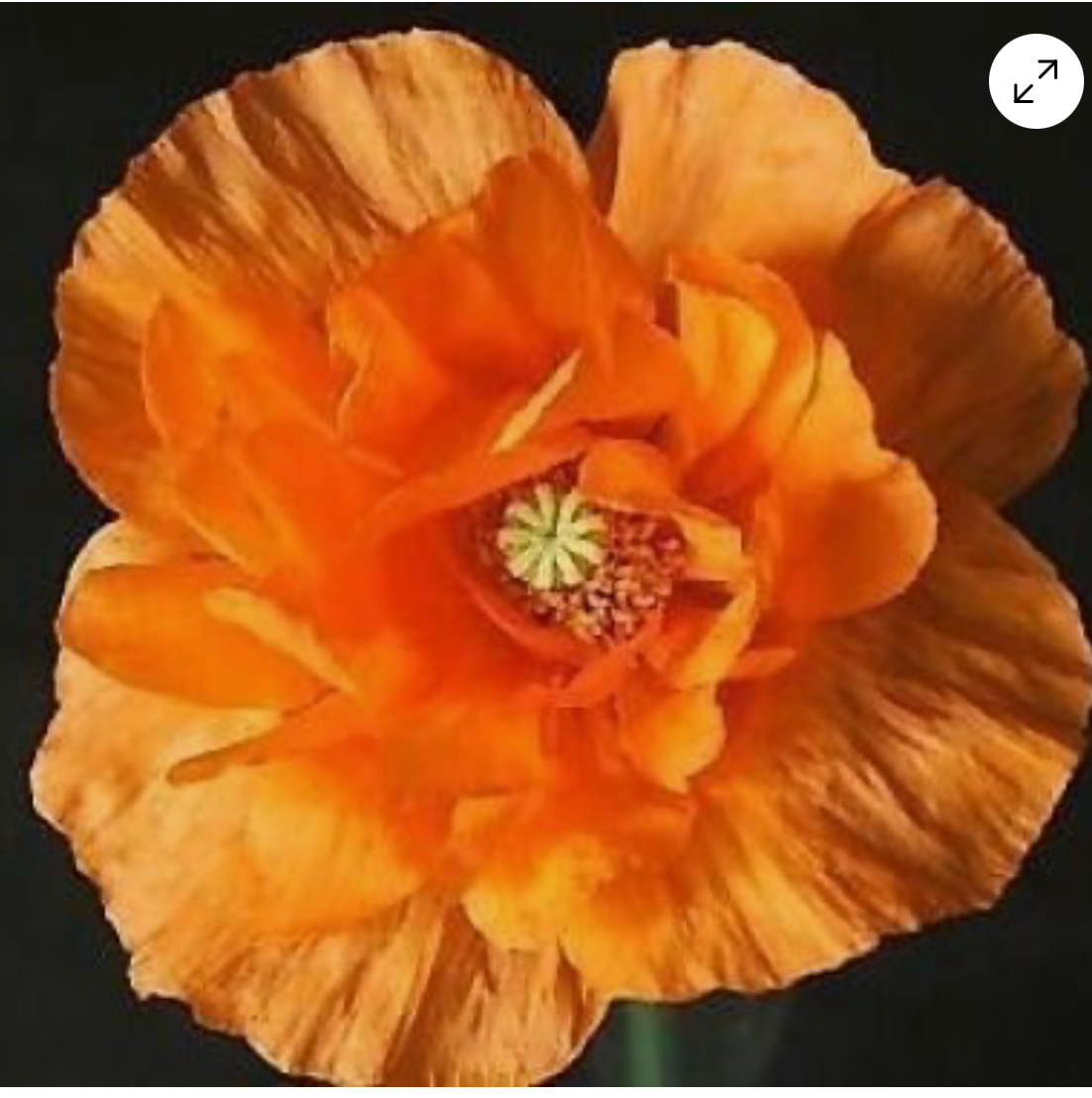 Papaver rupifragum 'Flore Pleno'