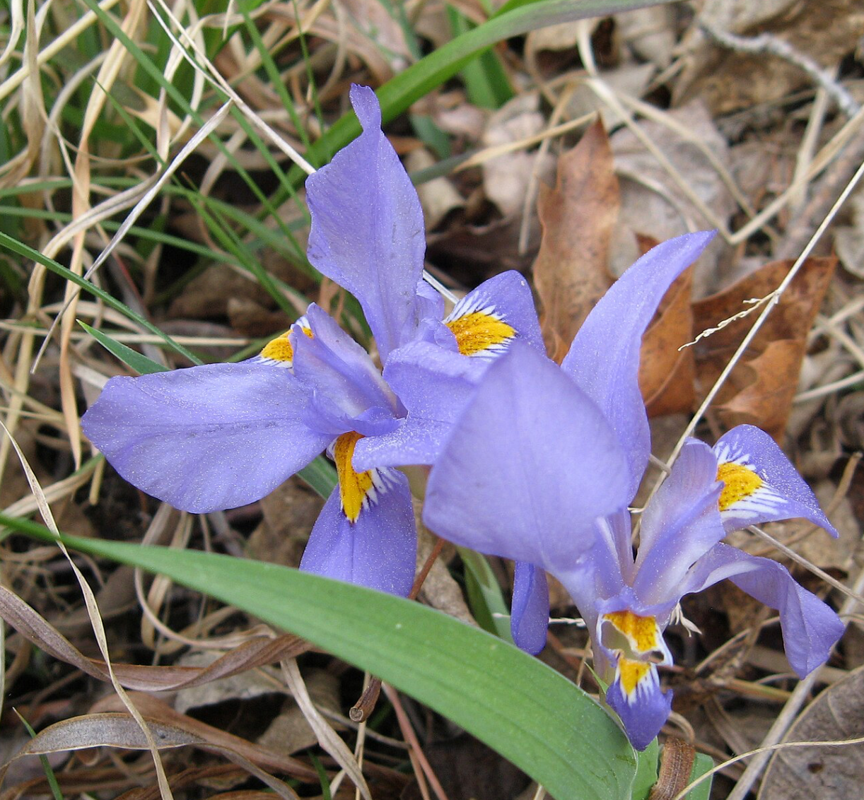 Iris verna