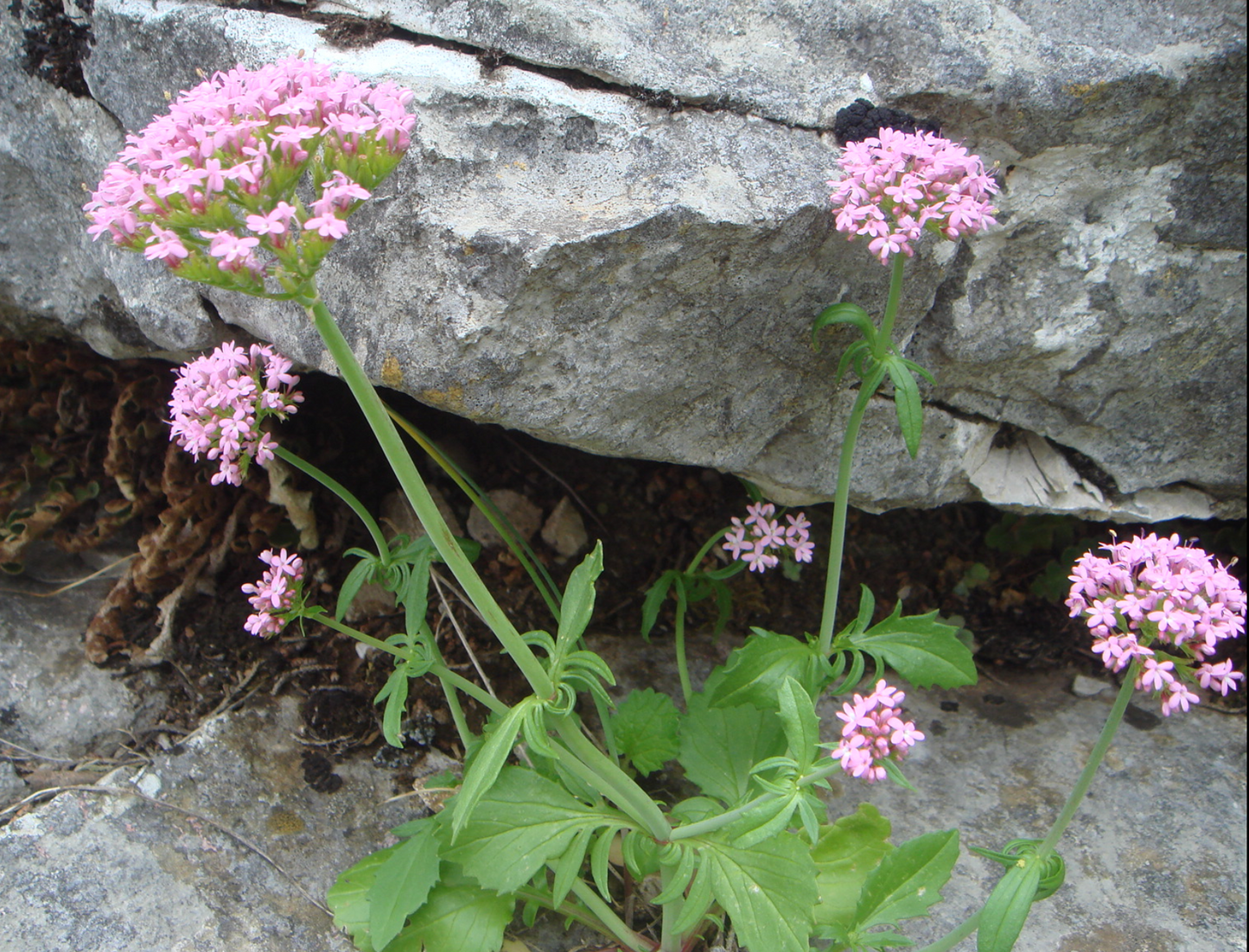 Centranthus calcitrapae