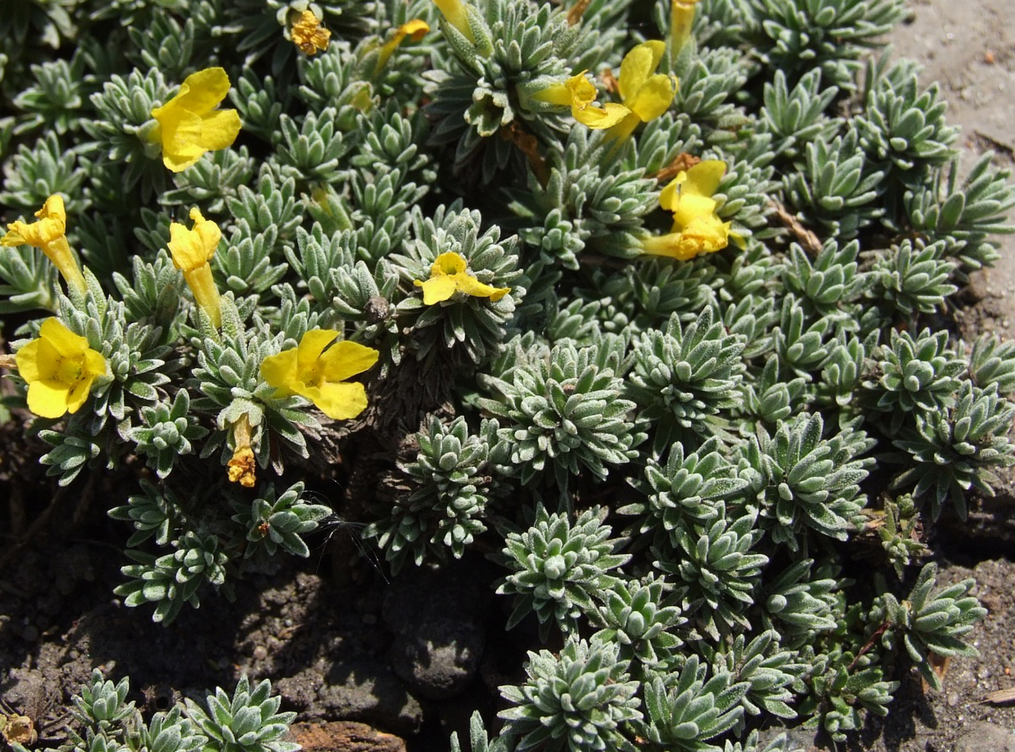 Vitaliana primuliflora Androsace vitaliana