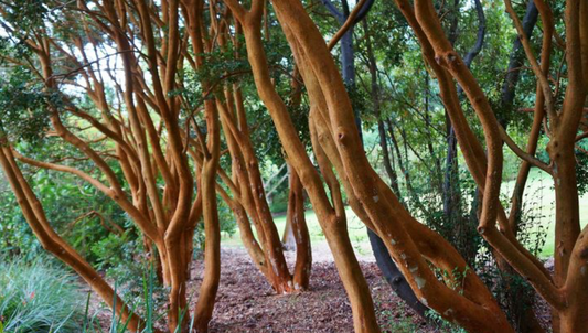 Luma apiculata  (Myrtus luma)