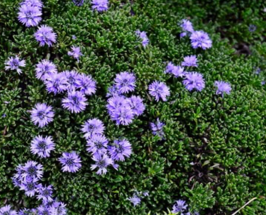 Globularia repens