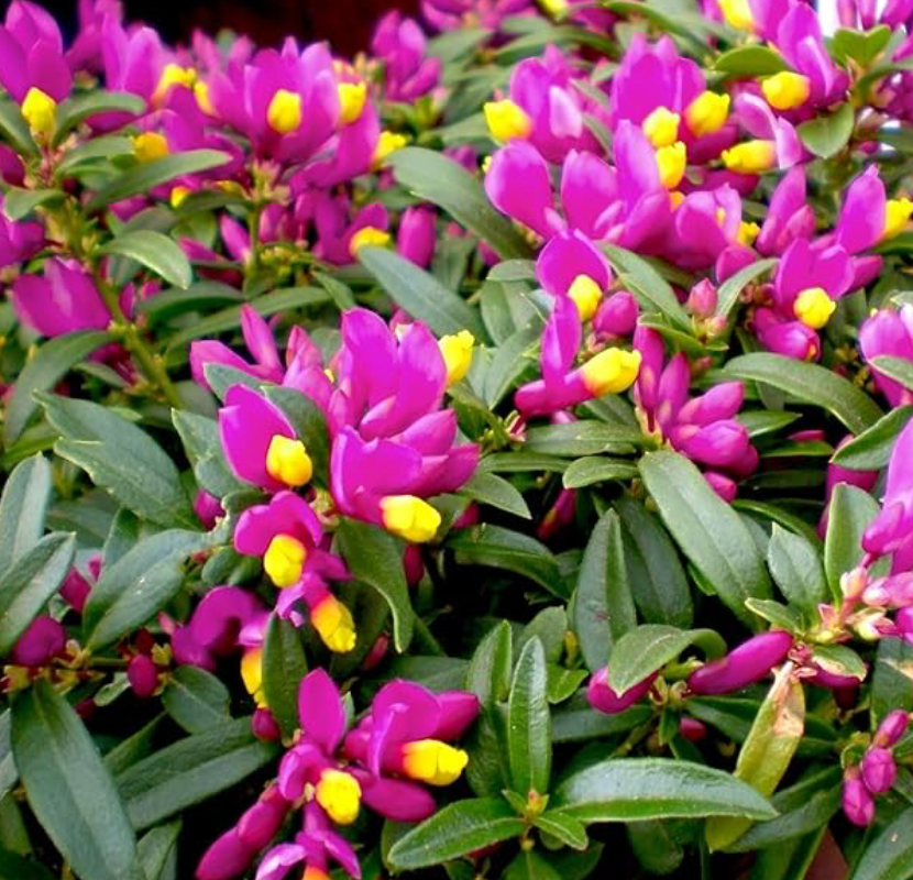 Polygala chamaebuxus  grandiflora syn. Polygaloides chamaebuxus