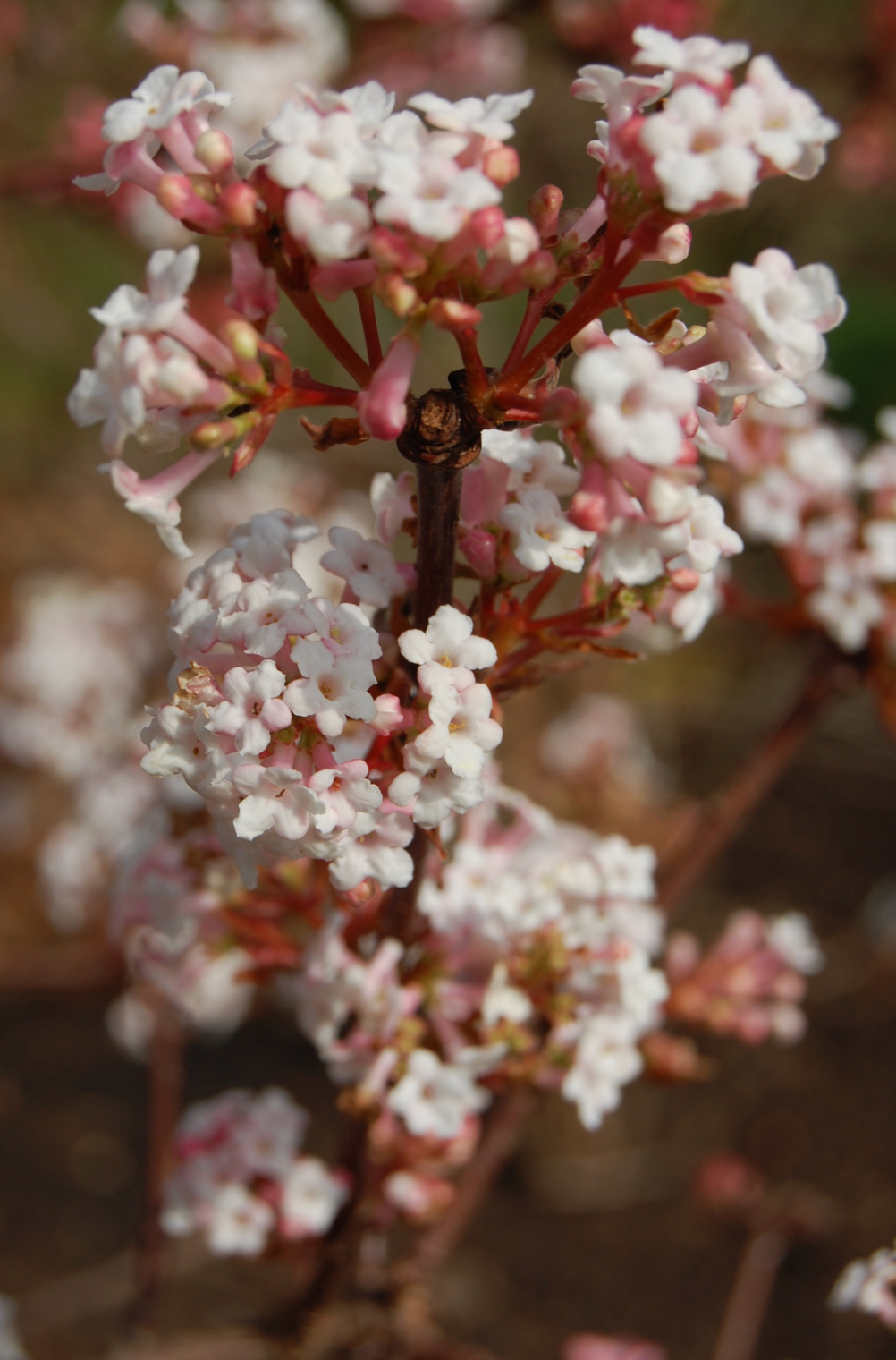 Viburnum farreri my own attribution