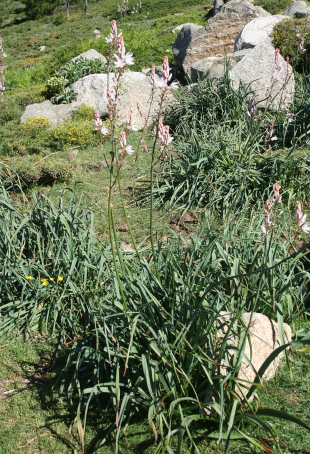 Asphodeline cerasiferus