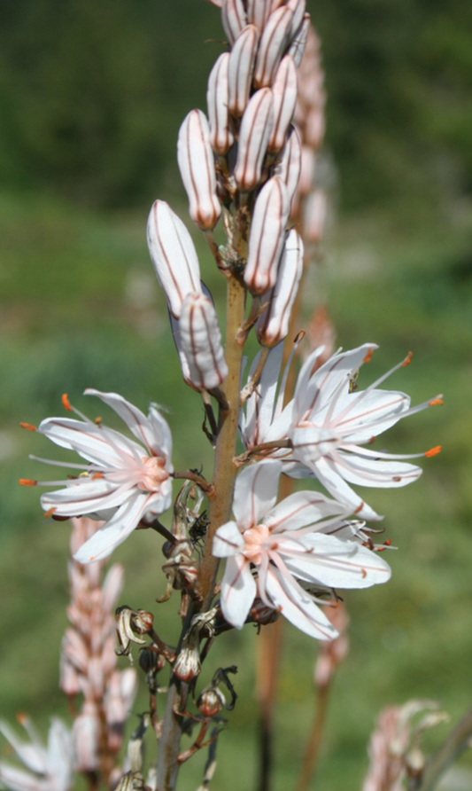 Asphodeline cerasiferus