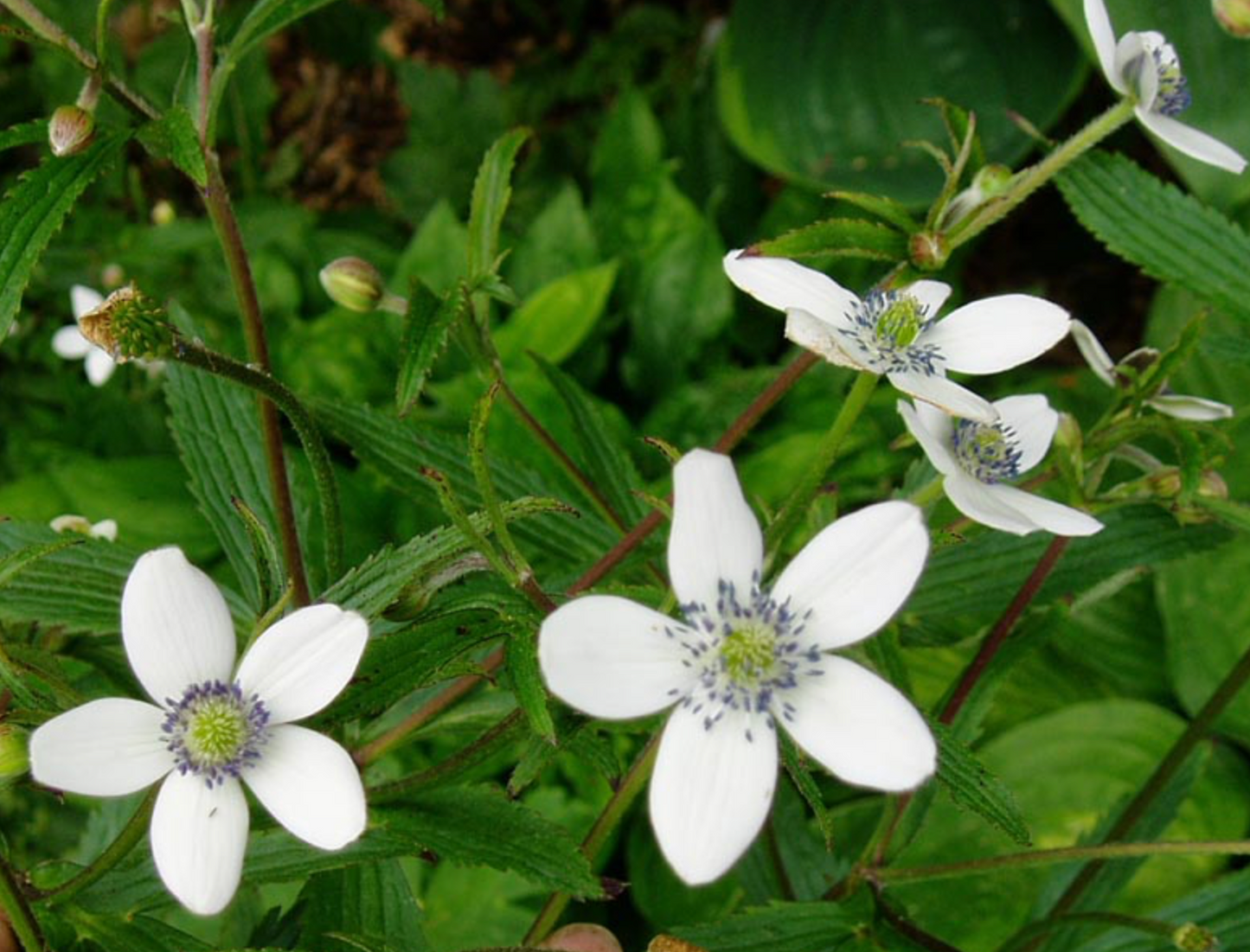 Anemone rivularis