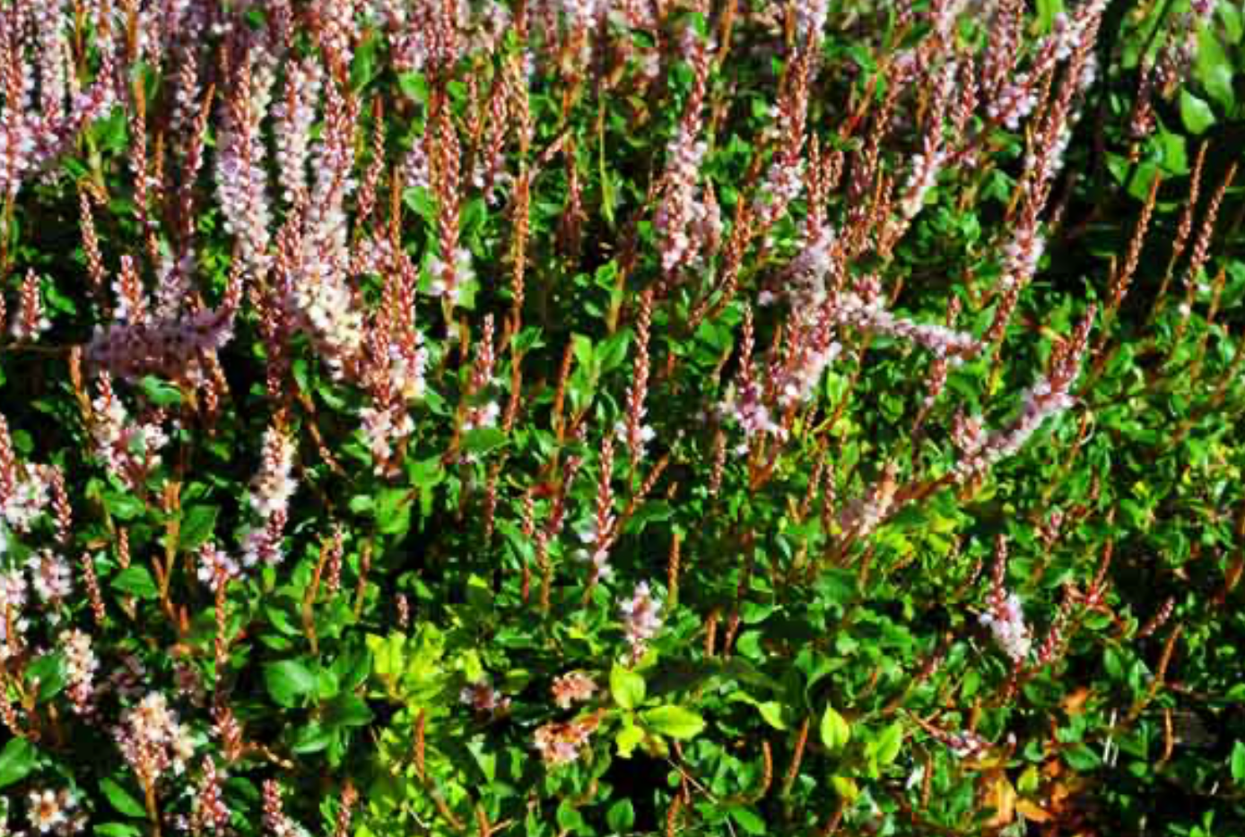 Polygonum vaccinifolium