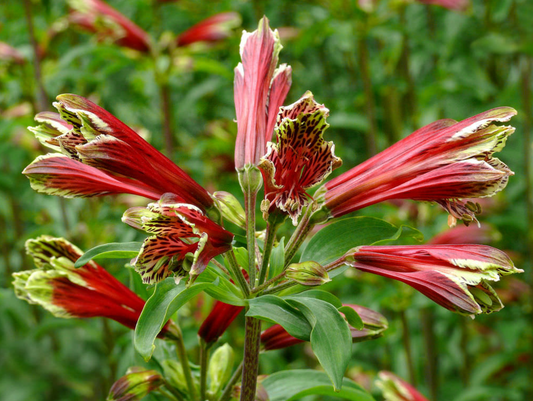 Alstroemeria psittacina