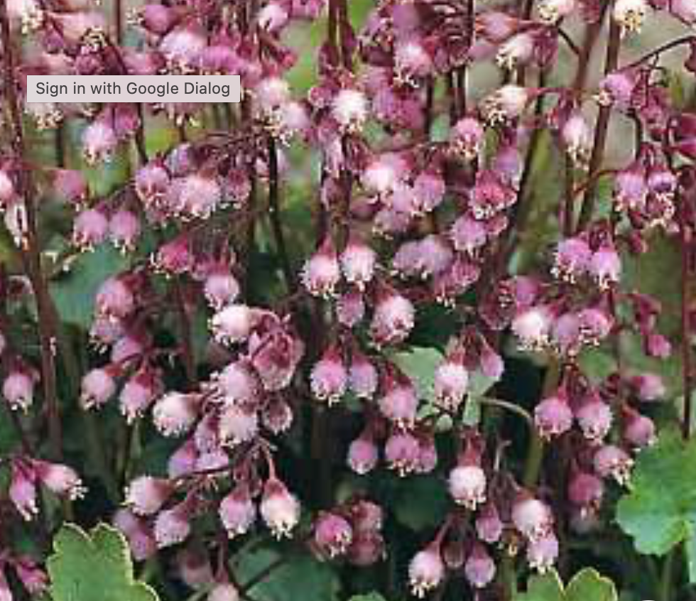 Heuchera pulchella