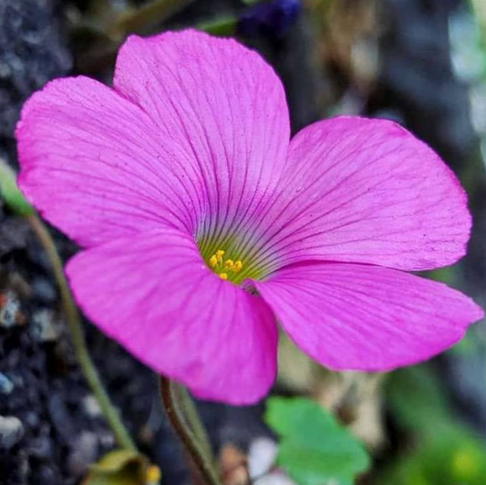 Oxalis bowiei