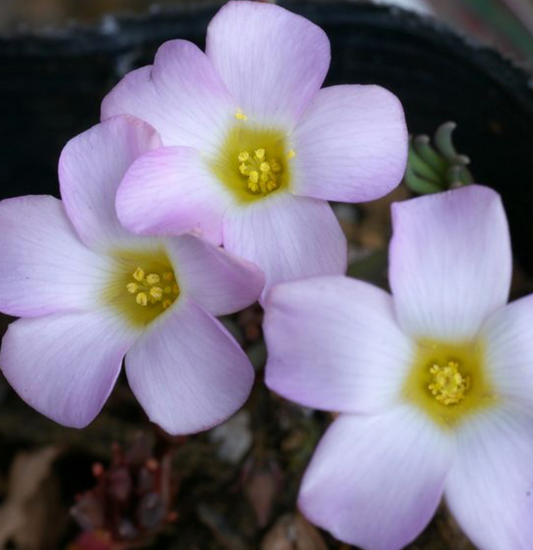 Oxalis flava pink