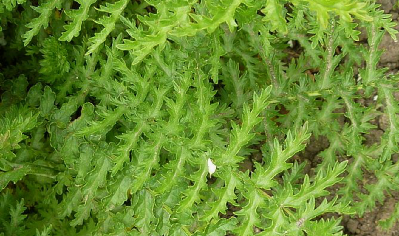 Filipendula vulgaris