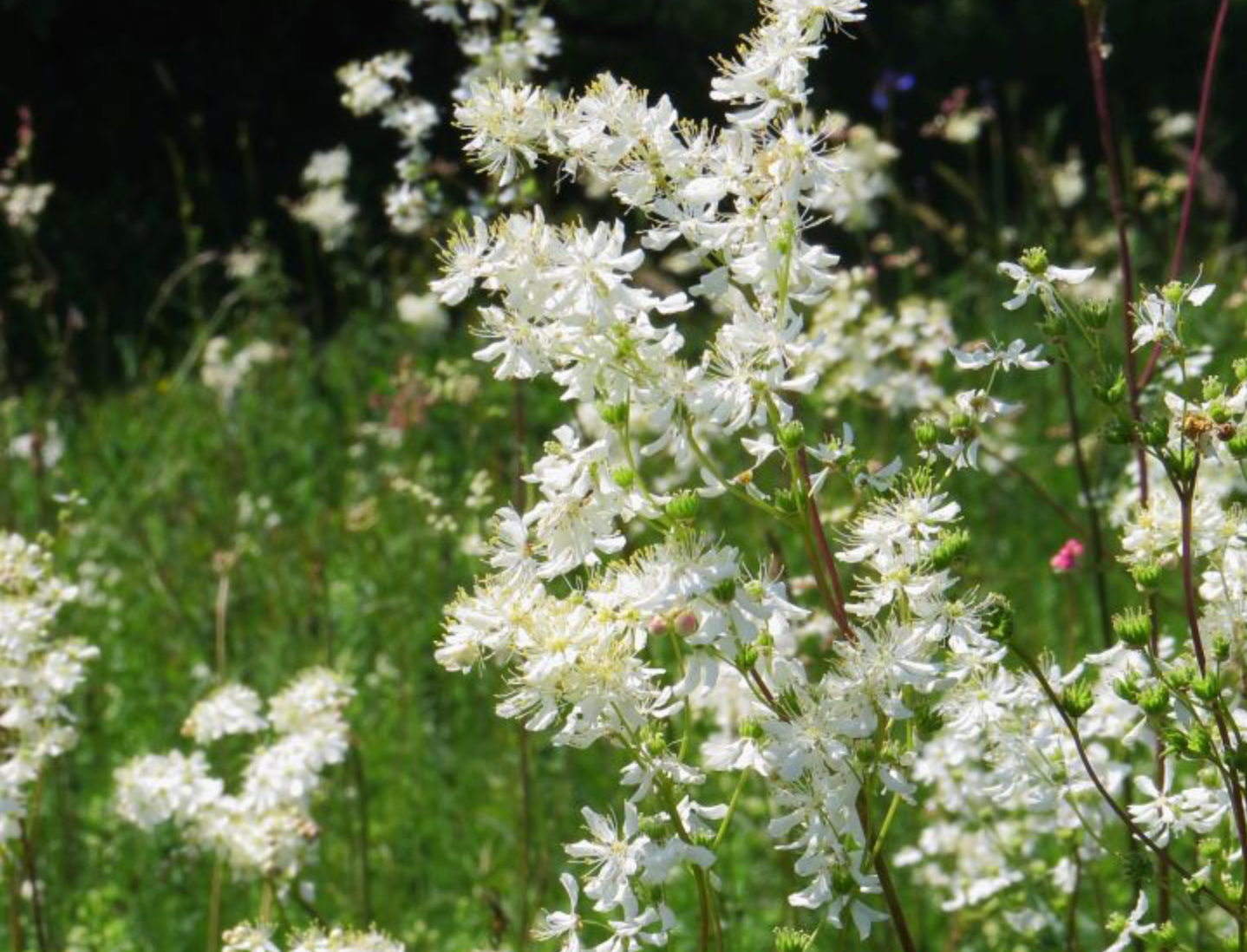 Filipendula vulgaris