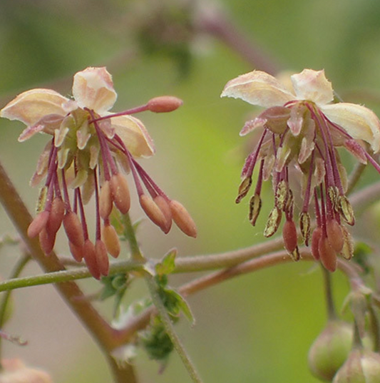 Thalictrum alpinum