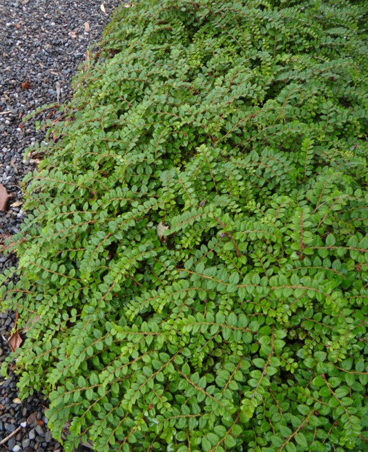 Gaultheria nummullariodes