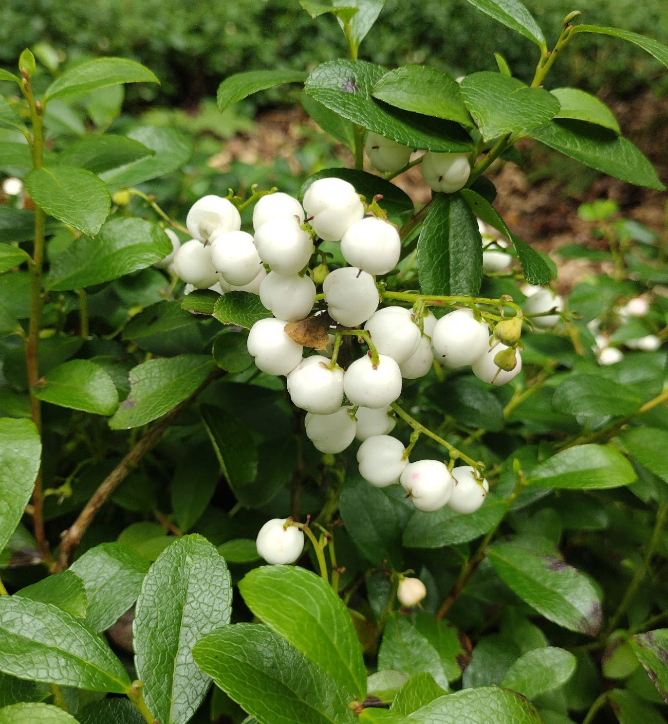 Gaultheria miqueliana