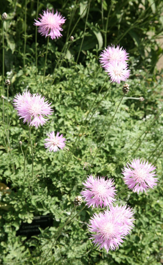 Centaurea simplicicaulis