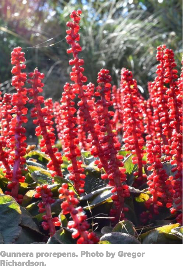 Gunnera prorepens