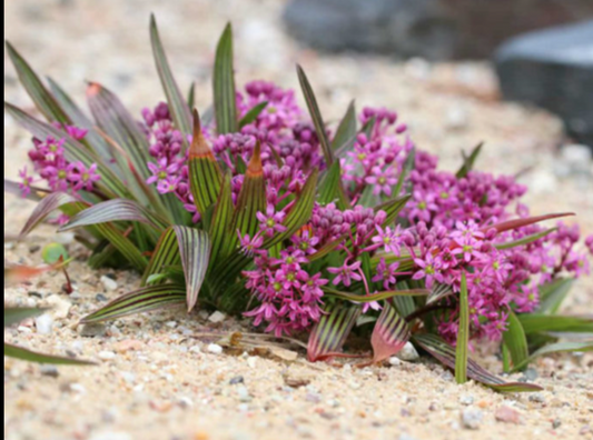 Scilla adlamii syn Ledebouria cooperi