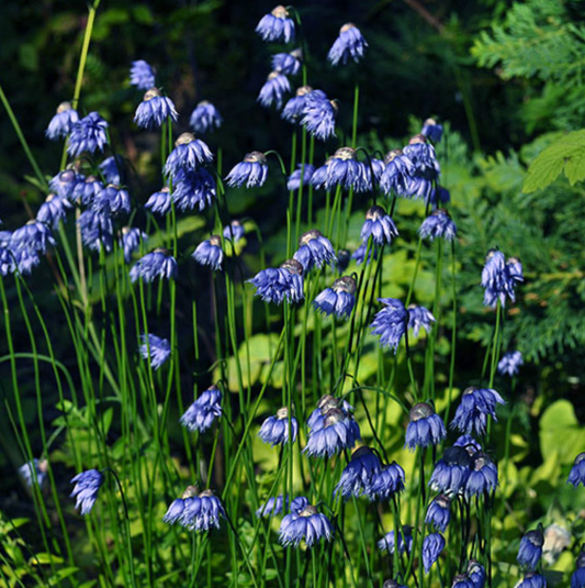 Allium sikkimensis