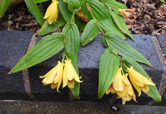 Tricyrtis macrantha