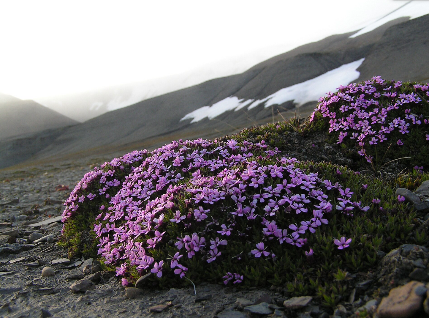 Silene acaulis