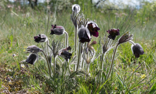 Pulsatilla pratensis subsp. bohemica