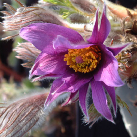 Pulsatilla vulgaris subsp. grandis 'Papageno'