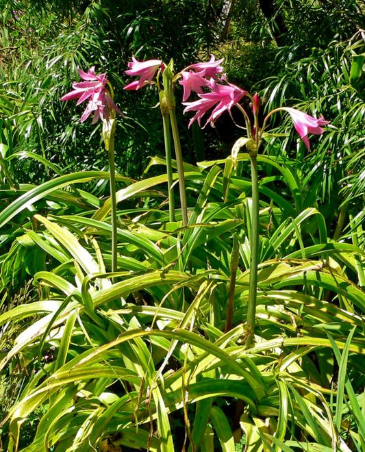 Crinum x powellii