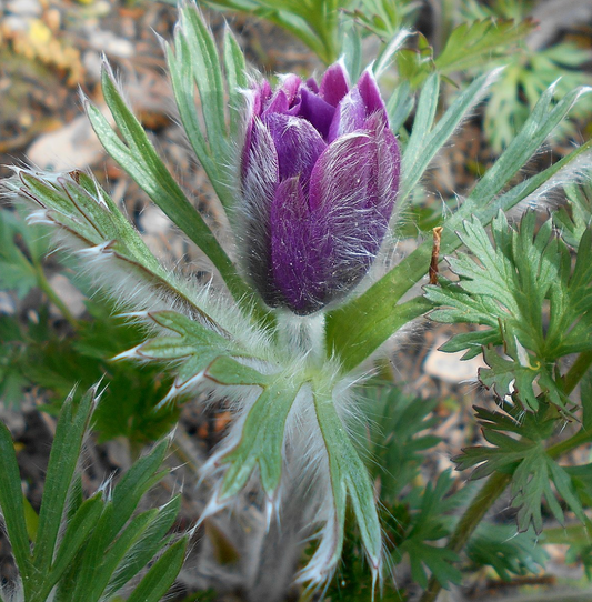 Pulsatilla zimmermannii