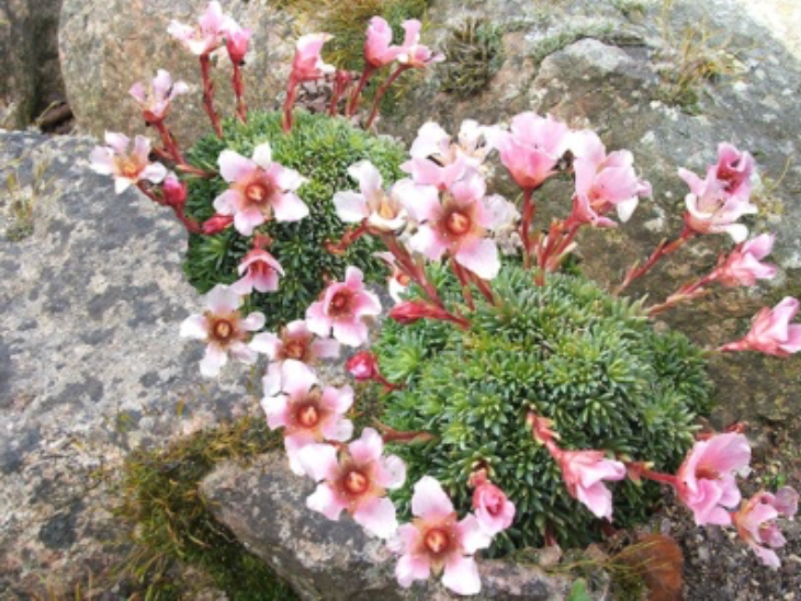 Saxifraga x megasaefolia 'Robin Hood'