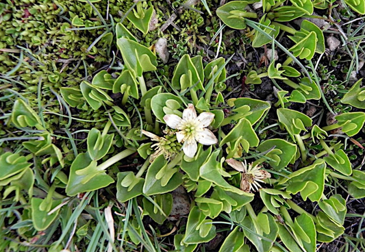 Caltha sagittata