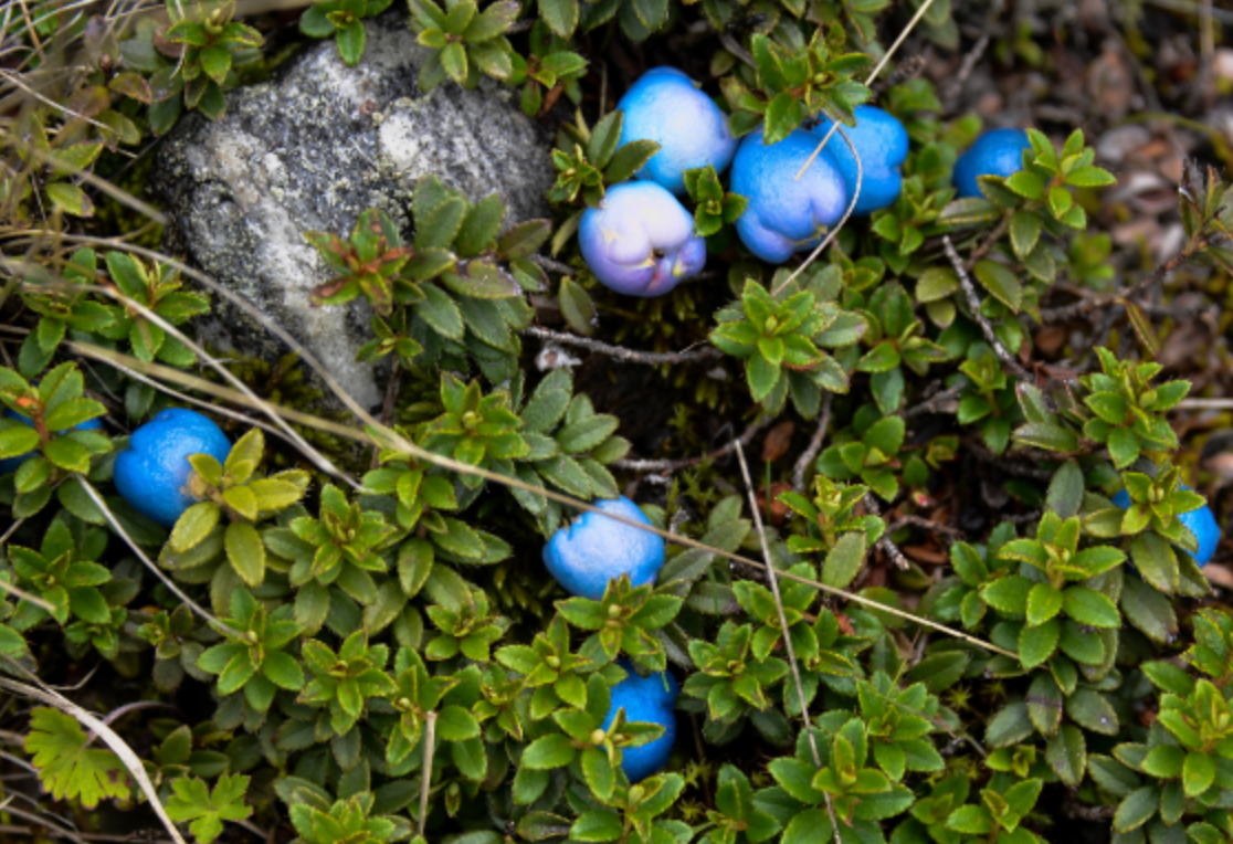 Gaultheria trichophylla