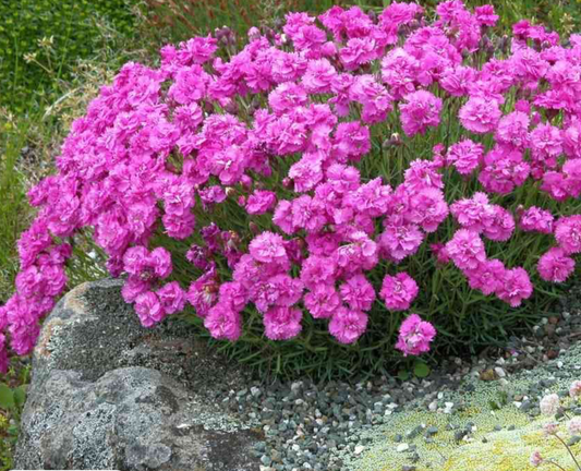 Dianthus 'Windward Rose'