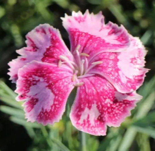 Dianthus 'Lionheart'