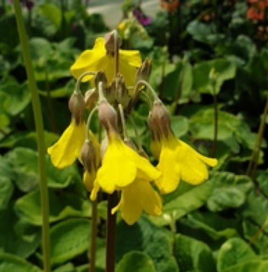 Primula florindae