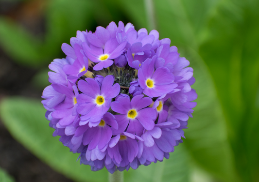 Primula denticulata