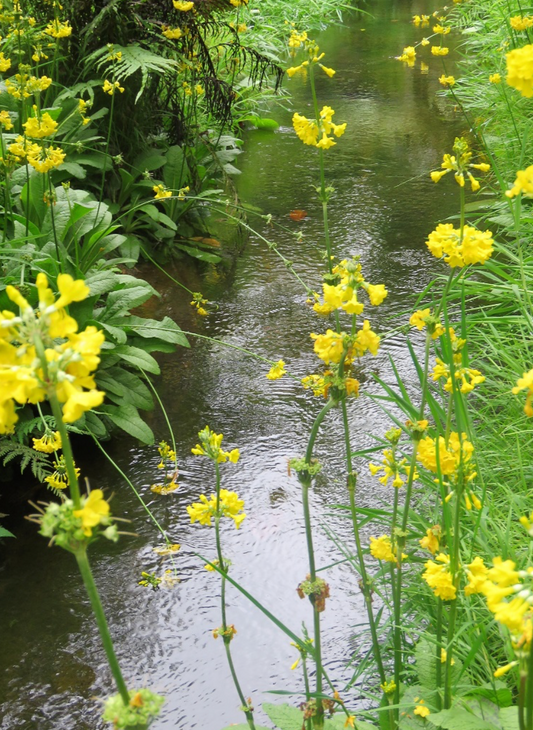 Primula heladoxa