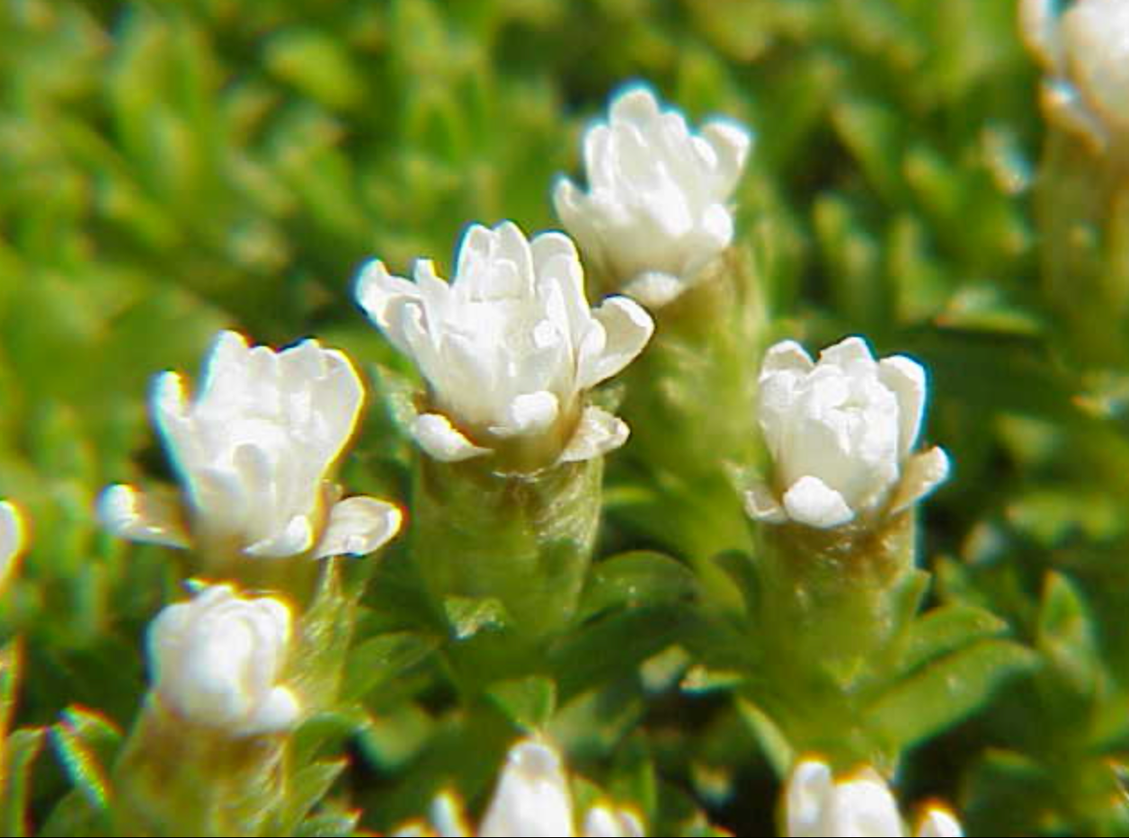 Raoulia glabra