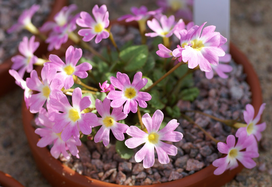 Primula clarkei