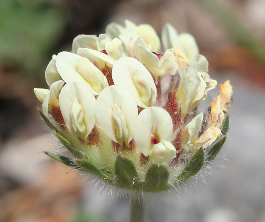 Anthyllis vulneraria subsp. forondae