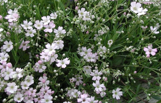 Gypsophila repens 'Letchworth rose'