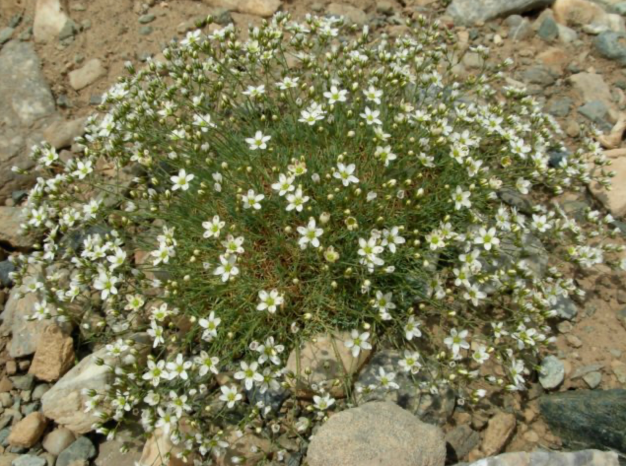 Arenaria ledebouriana